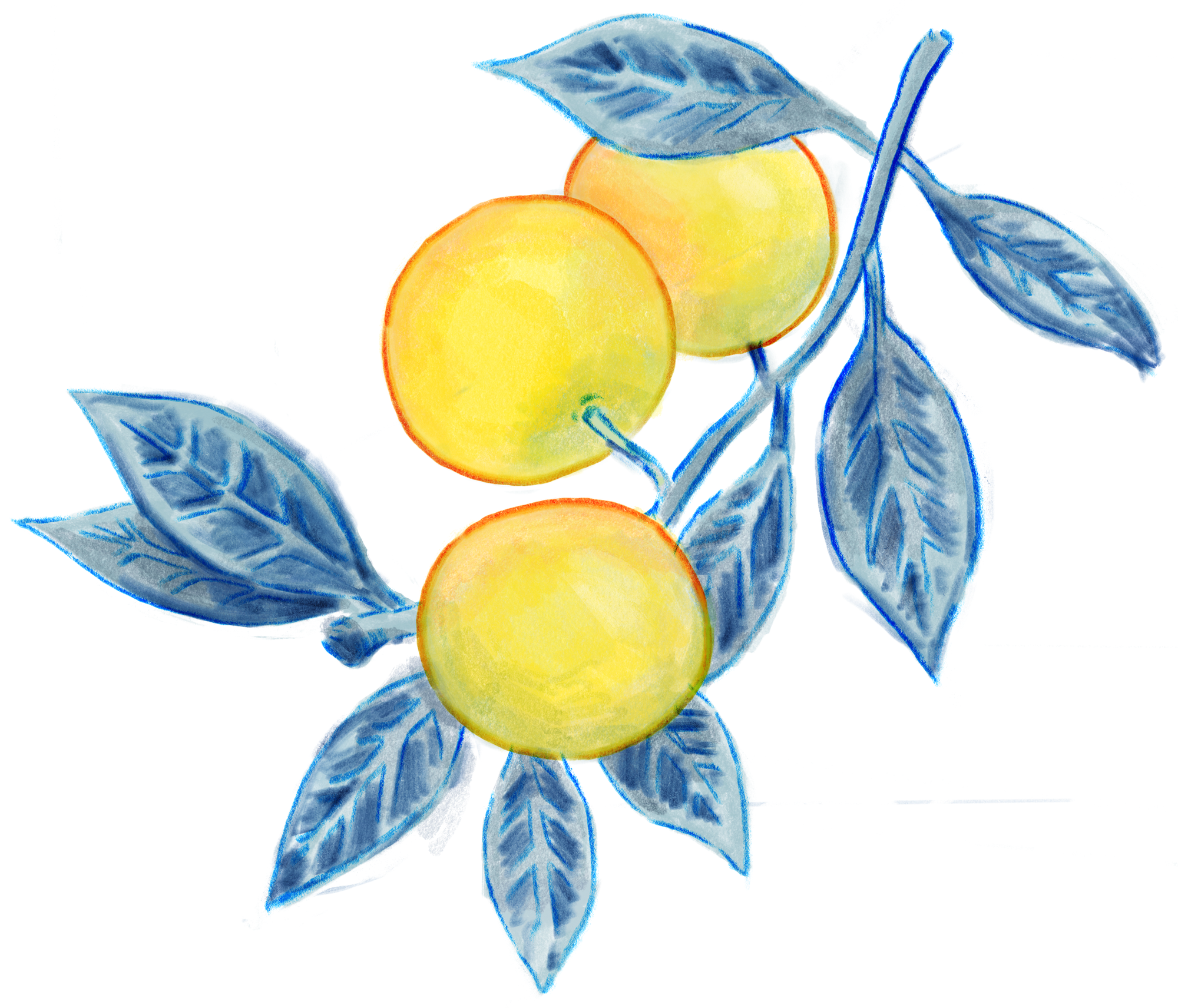 A drawing of fruit.